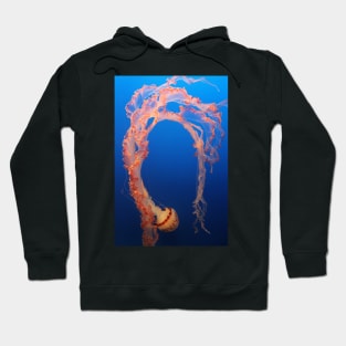 Flamboyant Jelly Hoodie